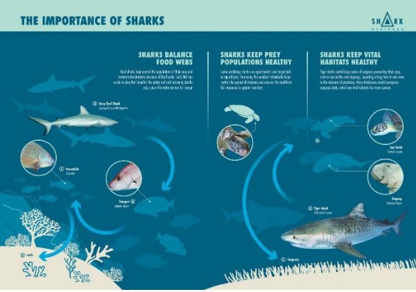 Why You Should Participate in the Shark Conservation Efforts in ...