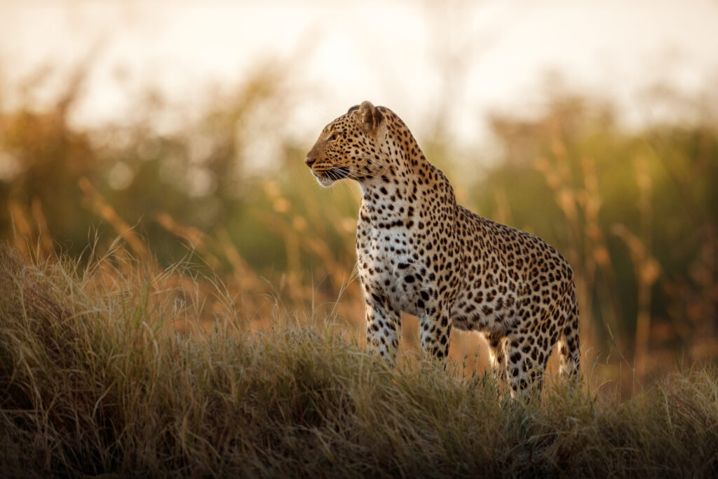 Leopard close up. Photo: Getty Images