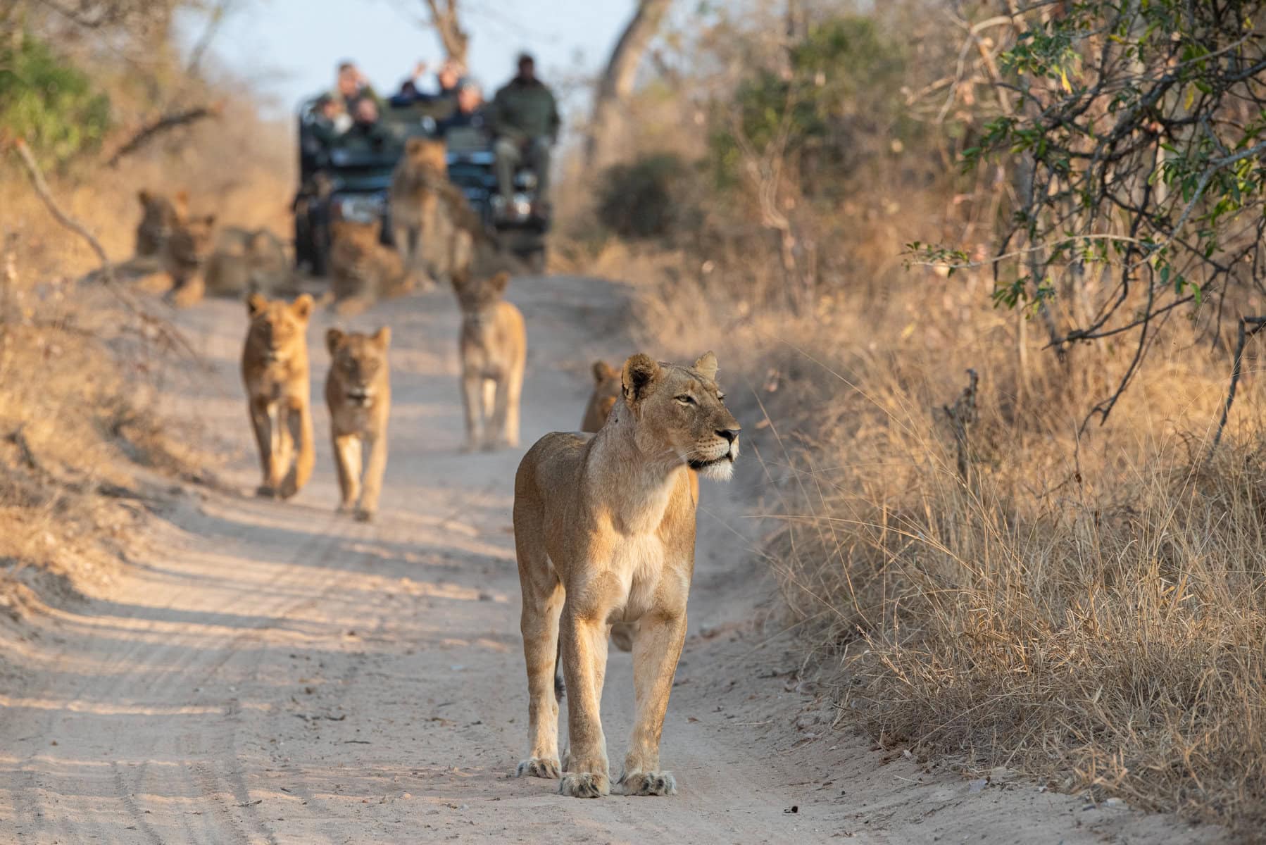 Lioness on a game drive. Photo: Getty Images