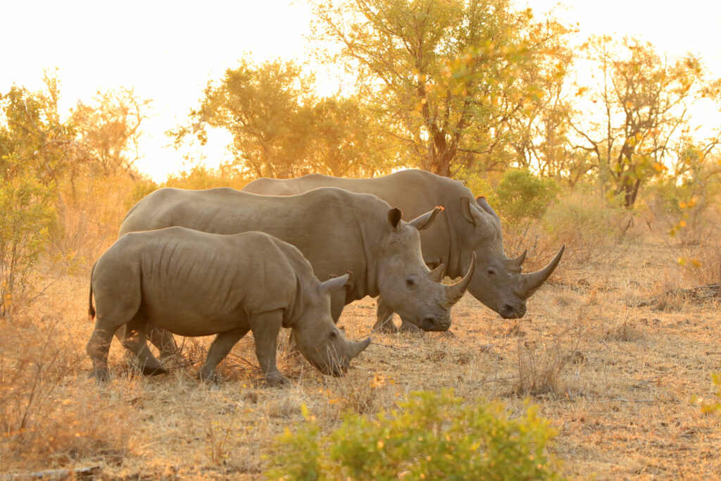 Rhinos in game park. Photo: Getty Images