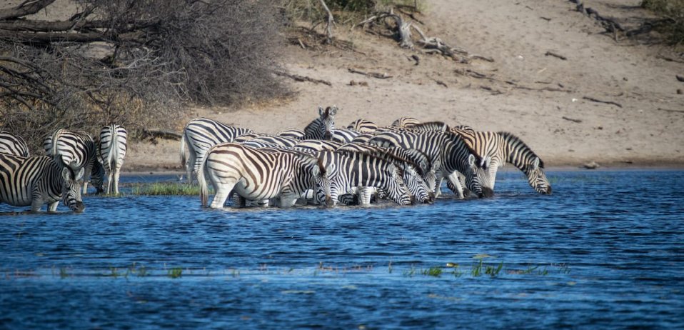 Zebra drinking in the river in Tanzania