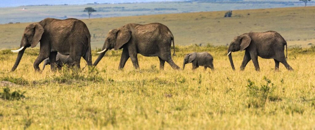 Elephants roaming in Botswana.