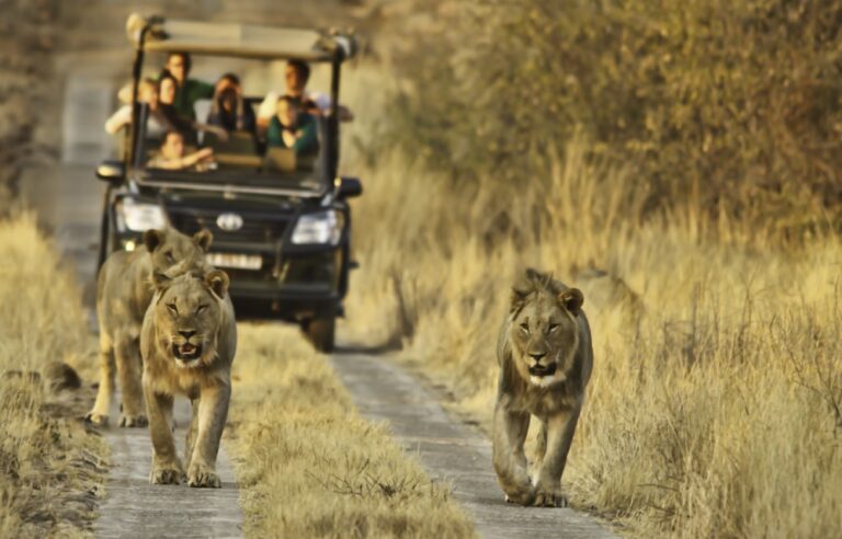 kruger park safari cost