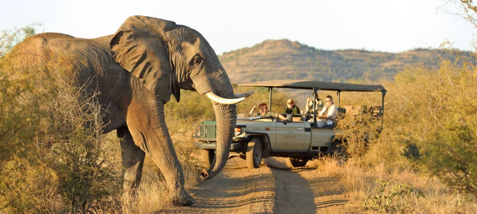 Five Things to Consider Before Planning Your SA Safari – Discover Africa