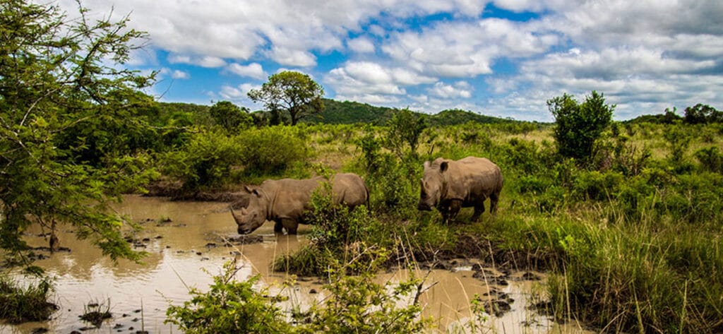 Rhinoceroses-At-The-Hluhluwe-Imfolozi-Game-Reserve-1024x473