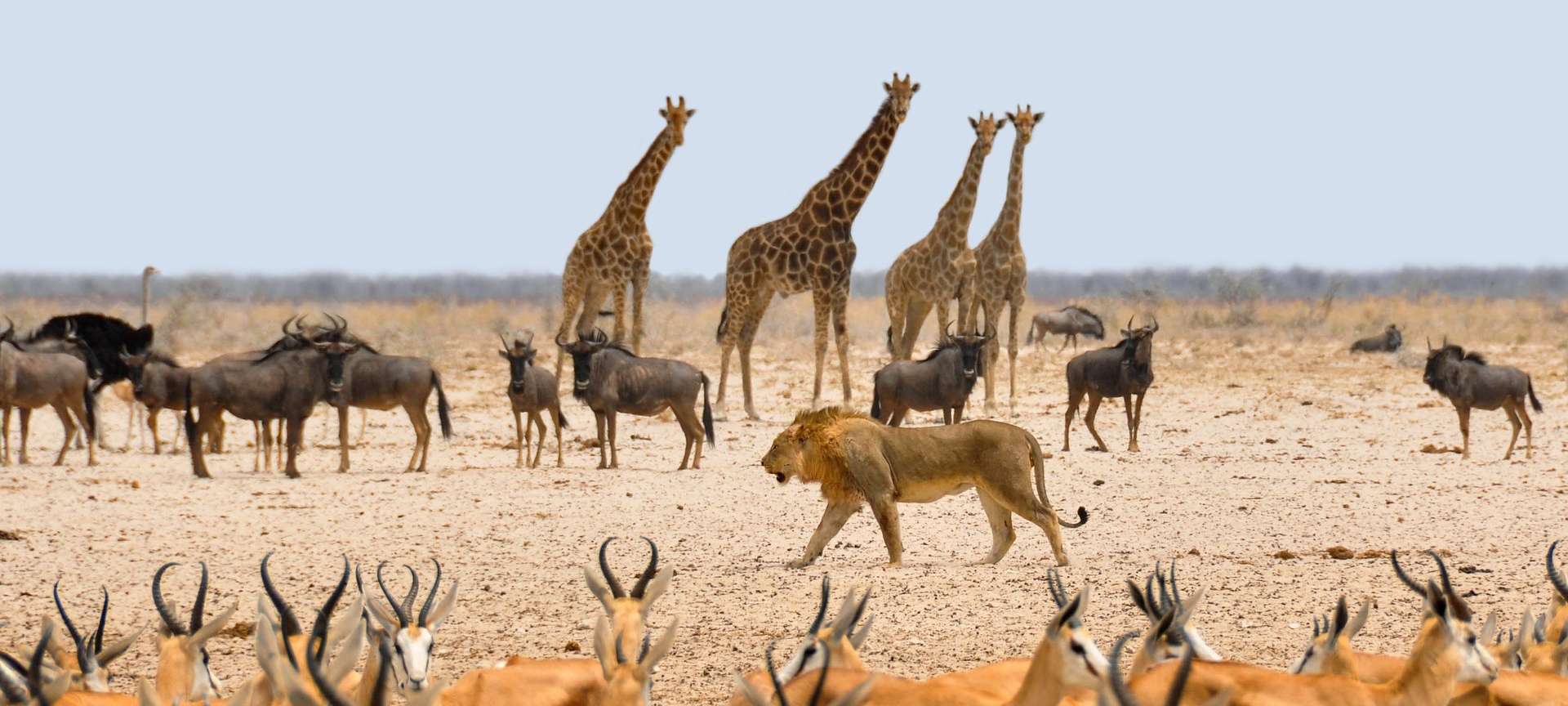 How to Pick The Company You Book Your Safari Holiday Through