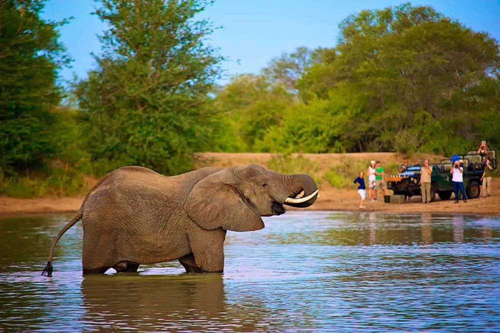 The Perfect Kruger Safari