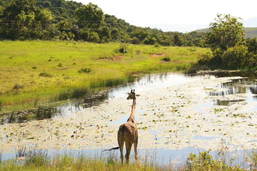 The Perfect Kruger Safari