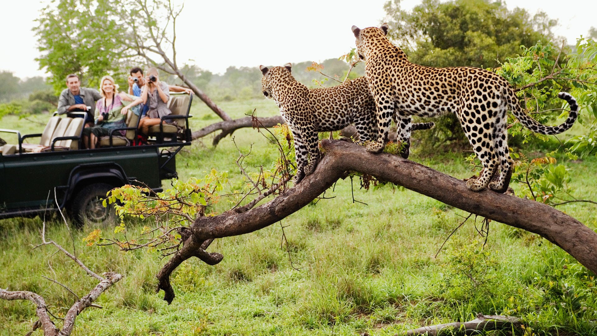 How to Pick The Company You Book Your Safari Holiday Through