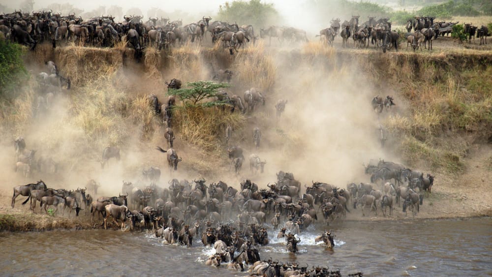 A Quick Newbie Safari Guide to Tanzania