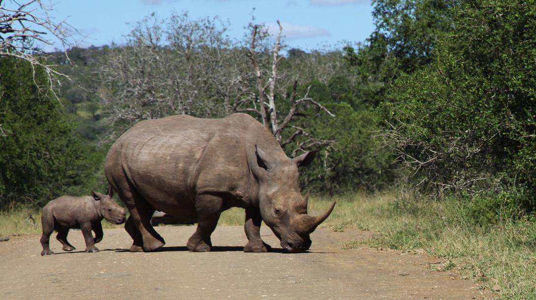 Big Five in South Africa