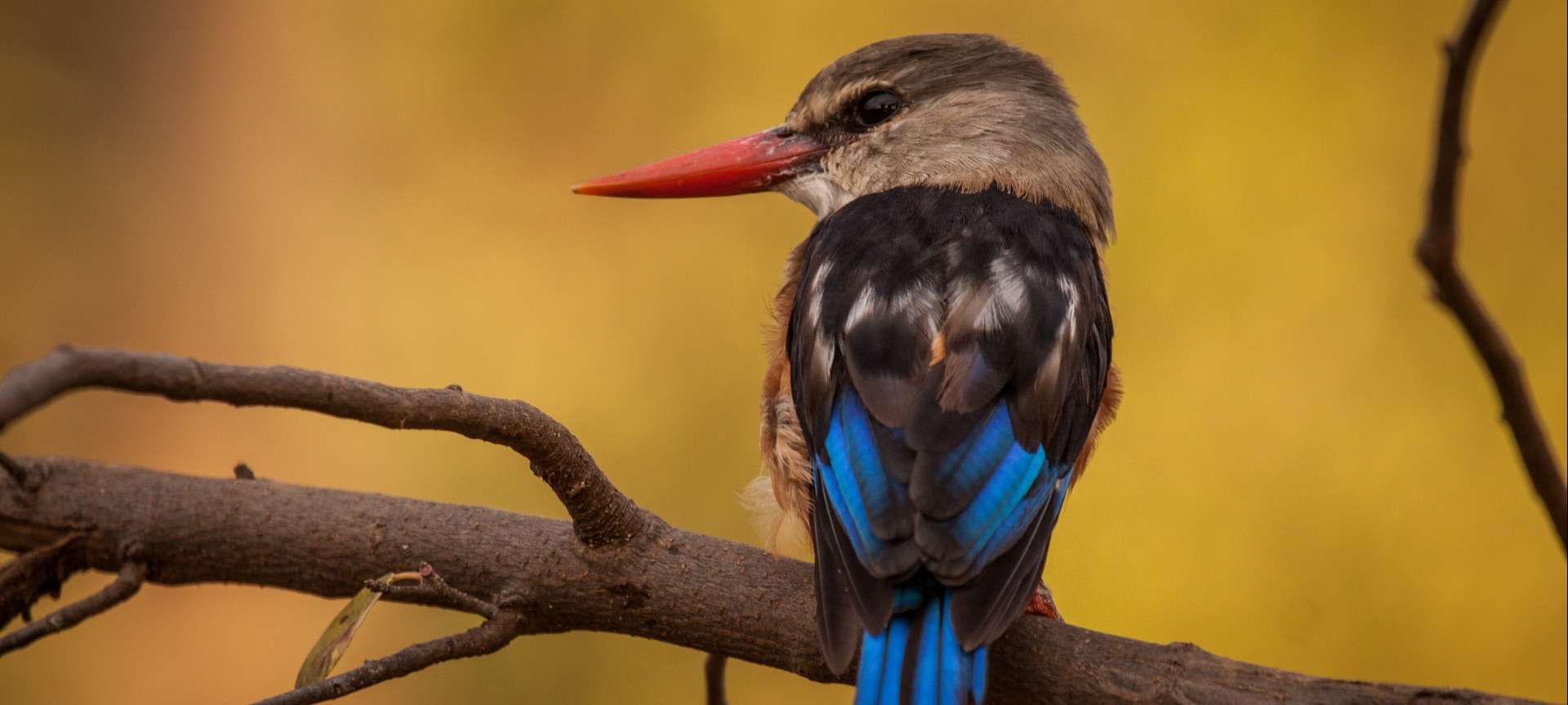 Bird watching South Africa