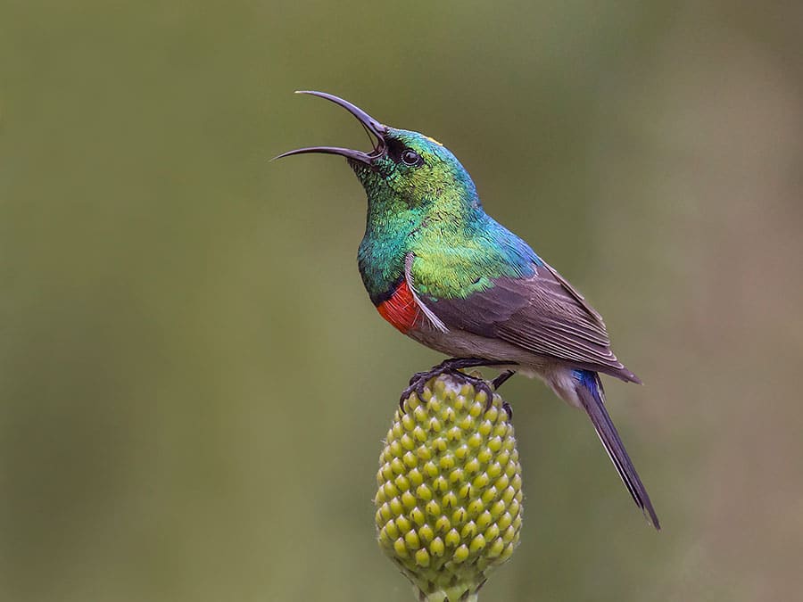 Birding Safari in Plettenberg Bay, South Africa