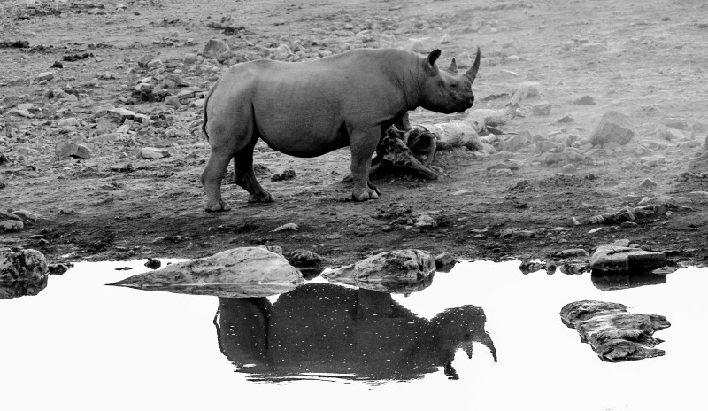 Rhino spotting in Namibia | Photo Credits: Roberto Kruger