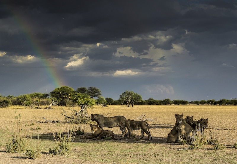 Rainbow Pride Photo Credits: William Steel