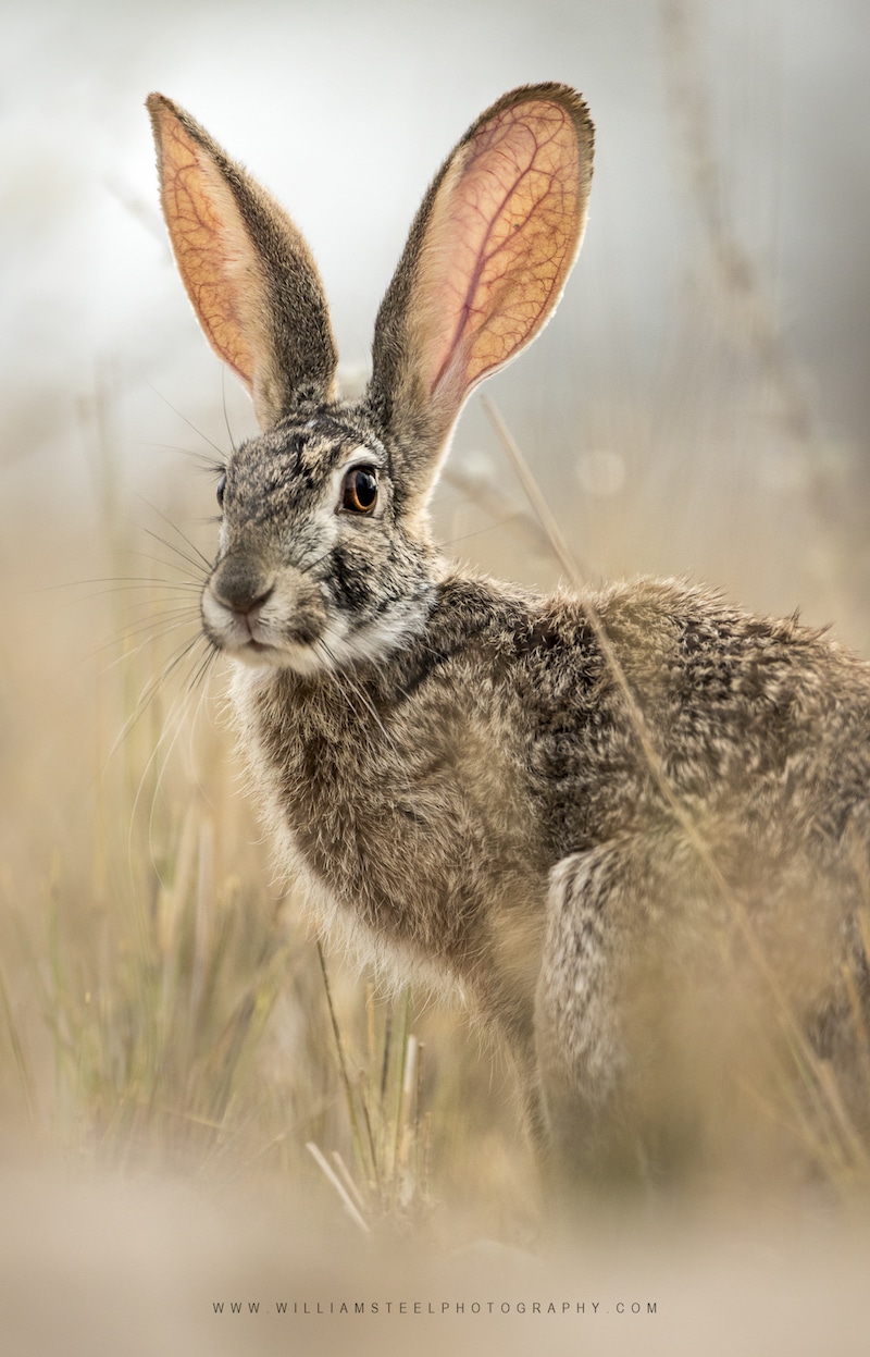 Ears | Photo Credits: William Steel