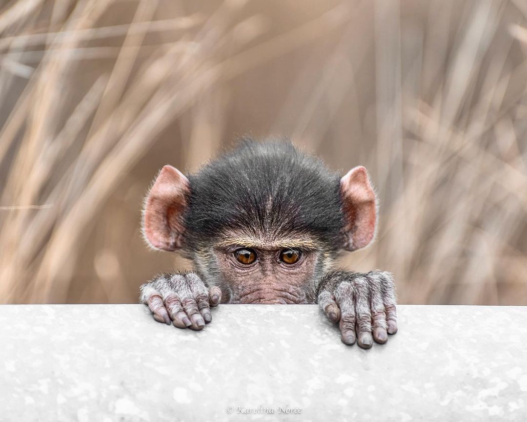 Shy Baboon | Photo Credits: Karolina Norée