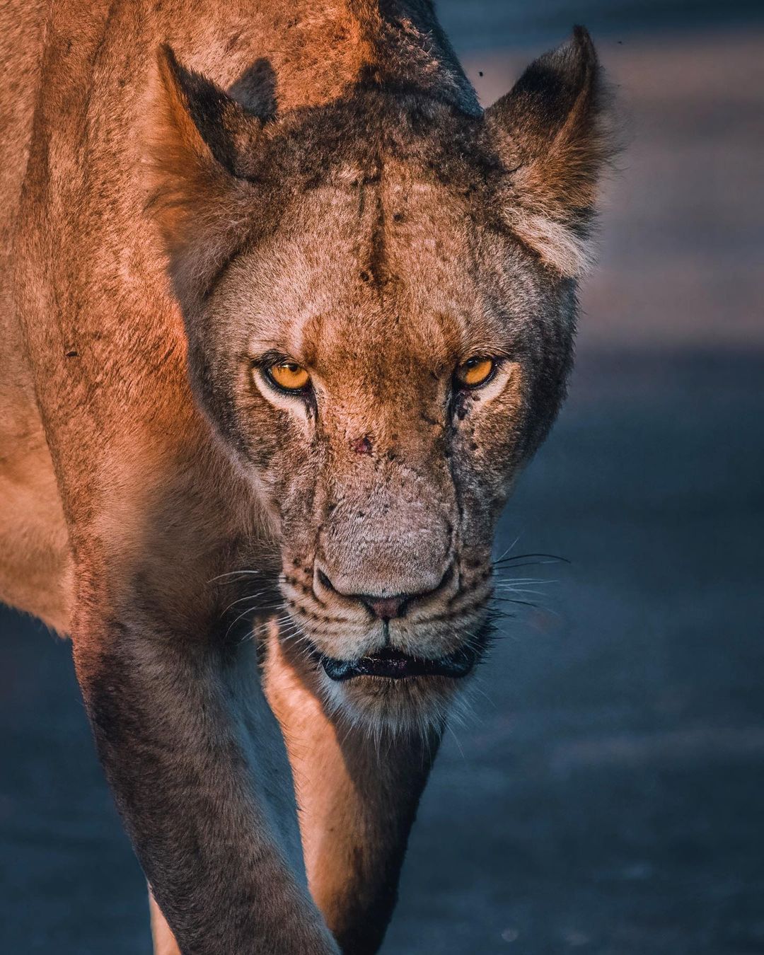 Dangerous Stare | Photo credits: Karolina Norée