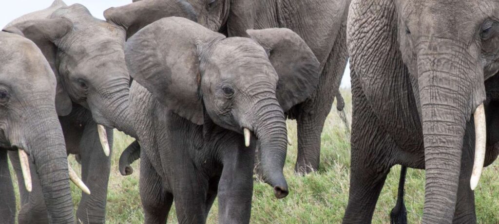 Elephant Family in South Africa