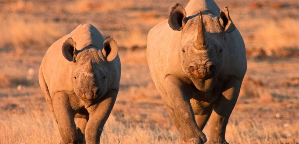 Black rhino with her calf in Etosha National Park, Namibia.