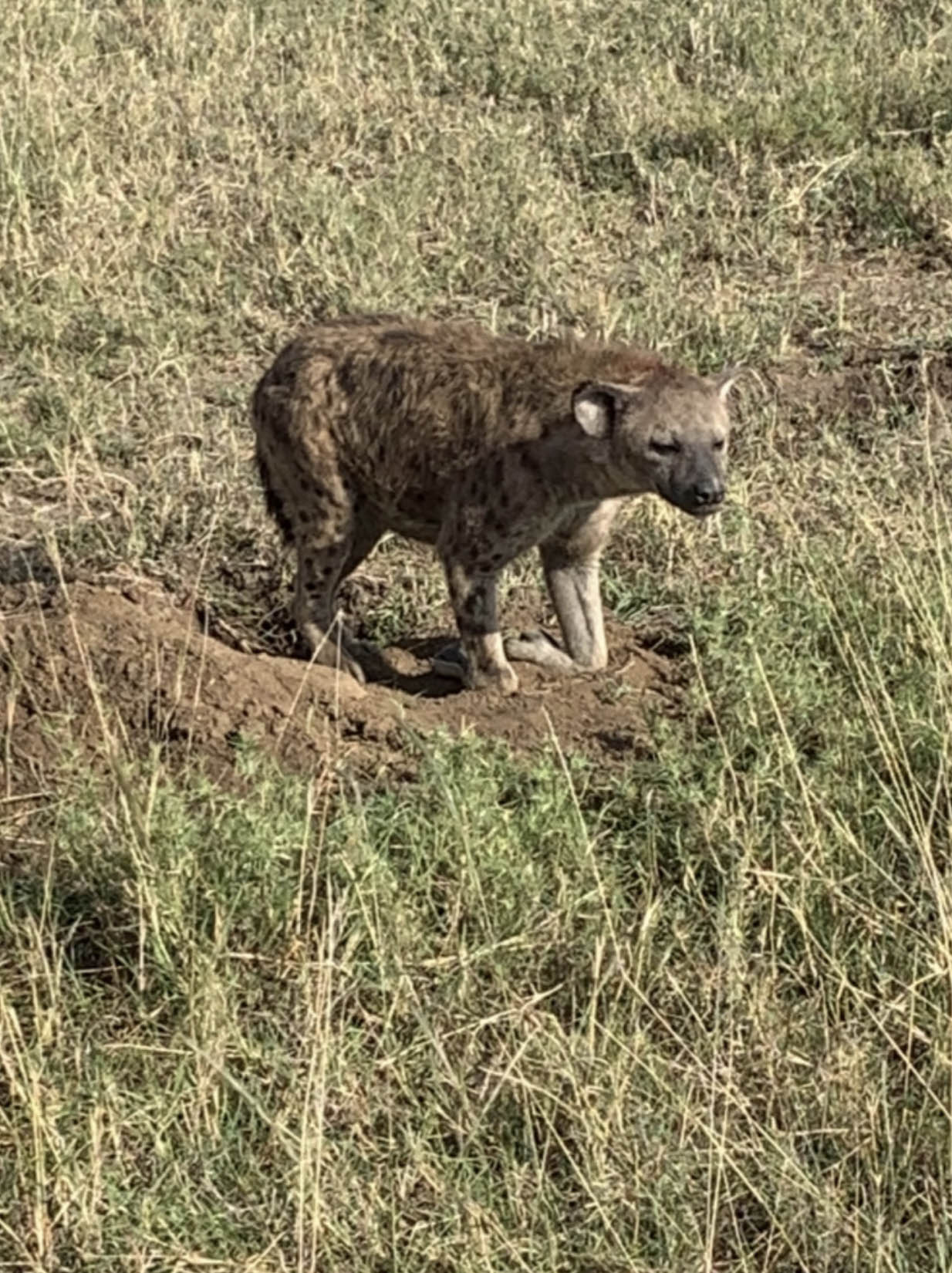 Our 9 Day Safari in the Serengeti