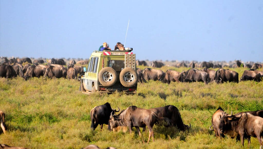 Safari in Serengeti National Park, Tanzania