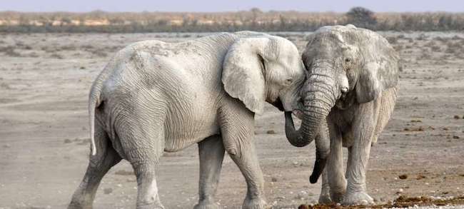 Two elephants in Etosha National Park, Namibia.