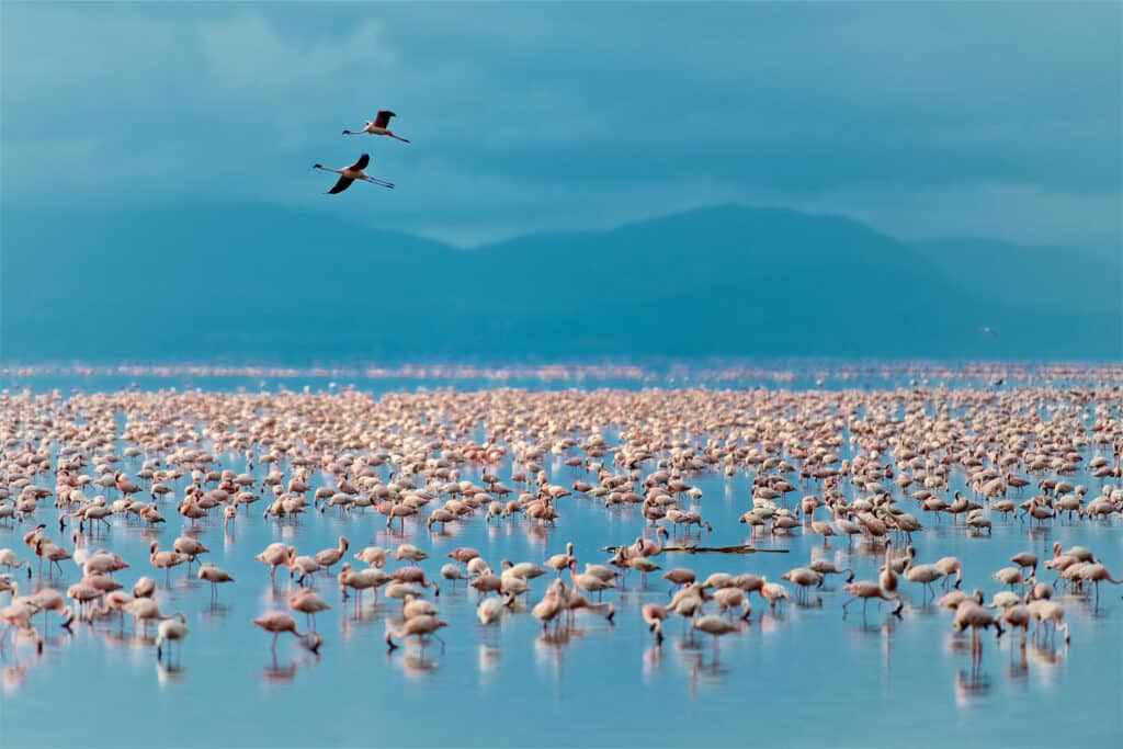 Flamingos in Lake Manyara National Park, Tanzania