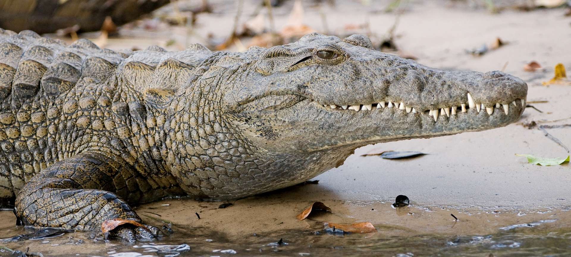 What Animals Do You See On A Safari In Kenya? 