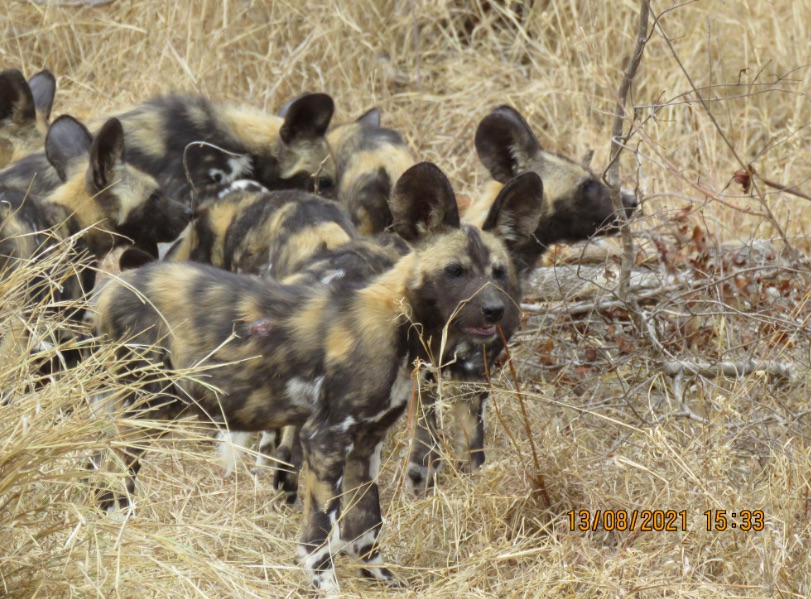 Wildlife spotting on Kruger Safari