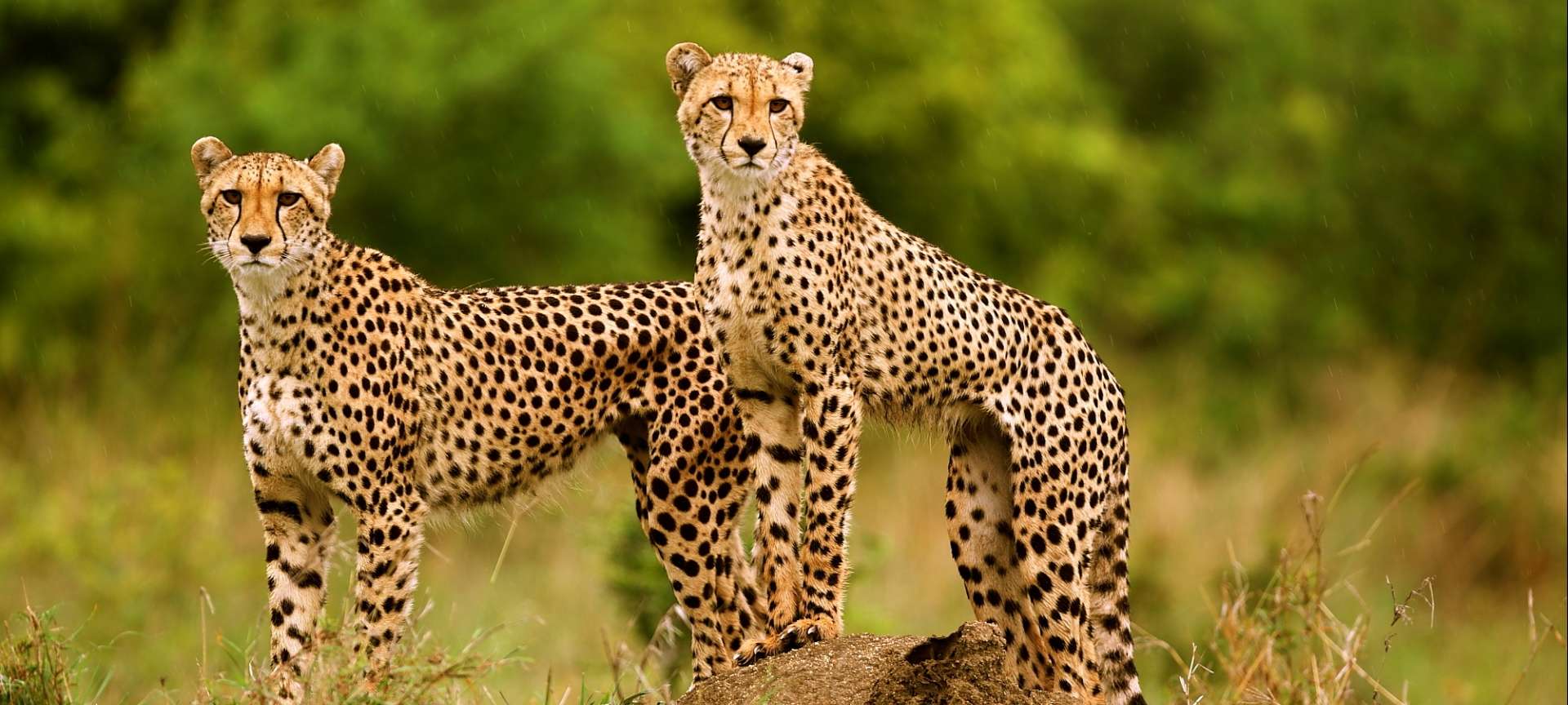 Cheetahs in Thornybush Private Reserve