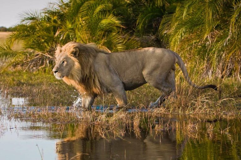 african safari lion