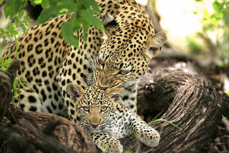 The Best Places to Spot Leopard in South Africa – Discover Africa