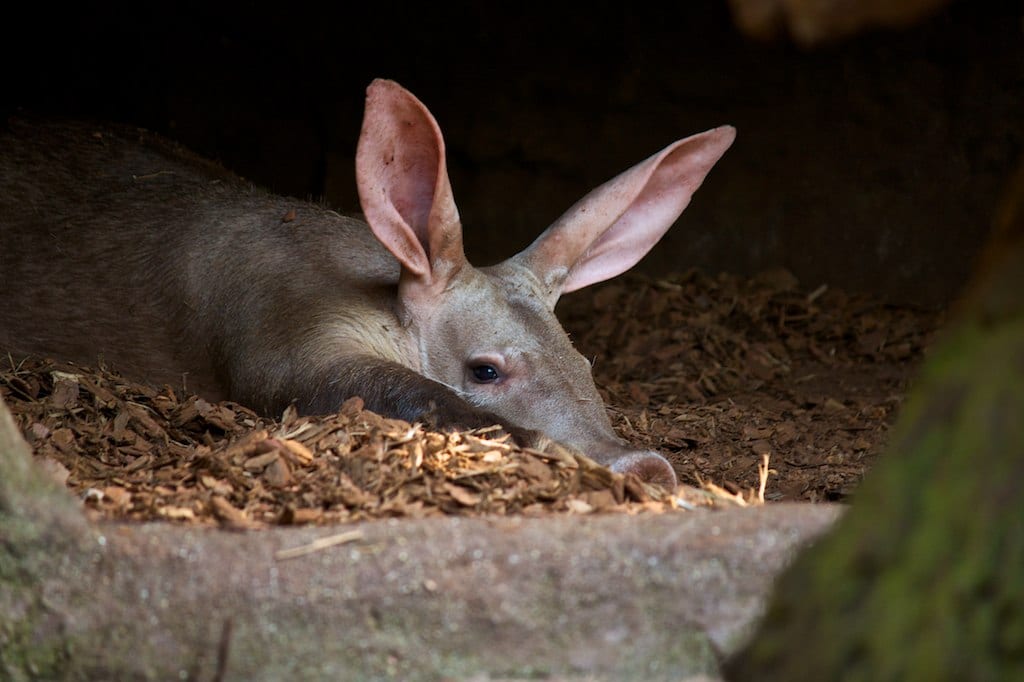 Aardvark in Namibia.