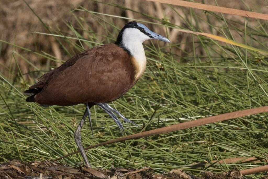 African Jacana Botswana