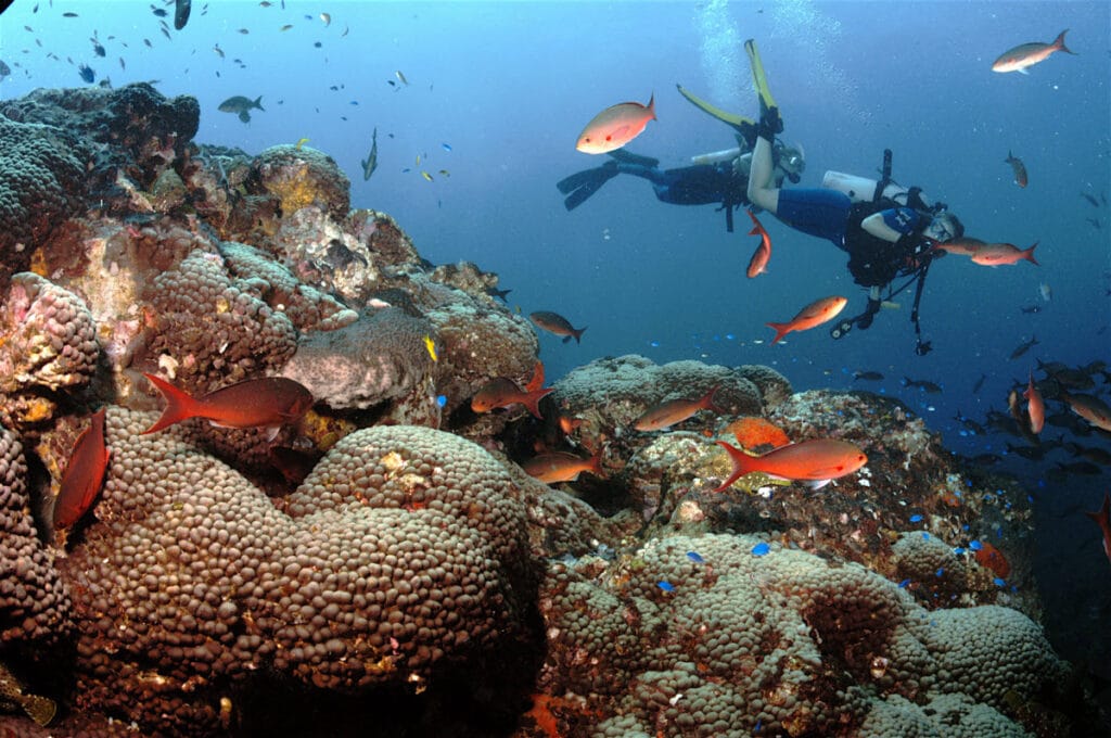 Scuba diving in the Bazauto Archipelago, Mozambique.