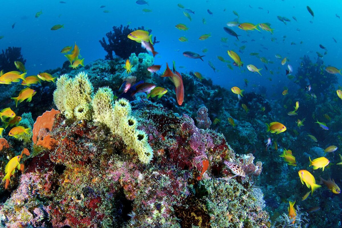 Top 10 spots for snorkelling and diving in Southern Africa – Discover ...