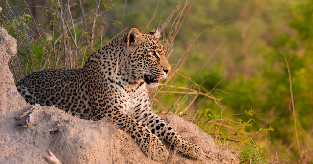 Leopard in Sabi Sands Game Reserve.