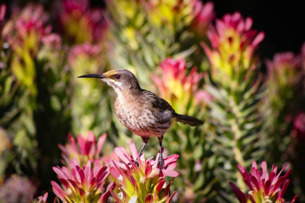 Cape Sugarbird