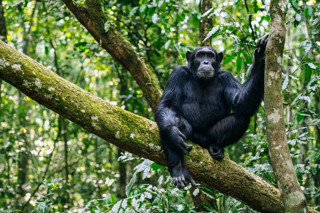 Chimpanzee in Kibale National Park, Uganda