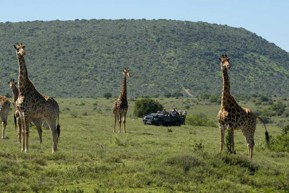 safari parks garden route south africa