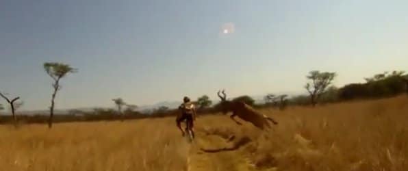 Cyclist wiped out by a hartebees