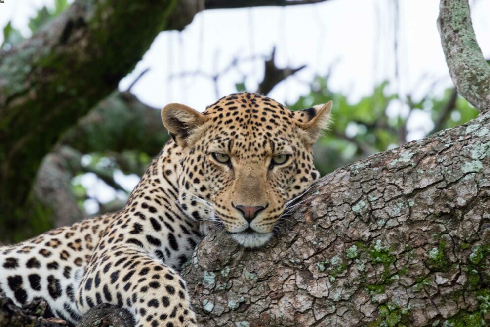 Big Five Safari in the Kruger National Park (3 days) | Discover Africa