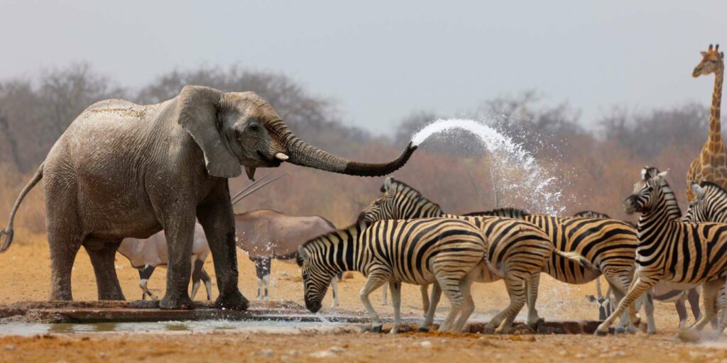 Elephant sprays water from its trunk near zebras in Etosha National Park, Namibia.