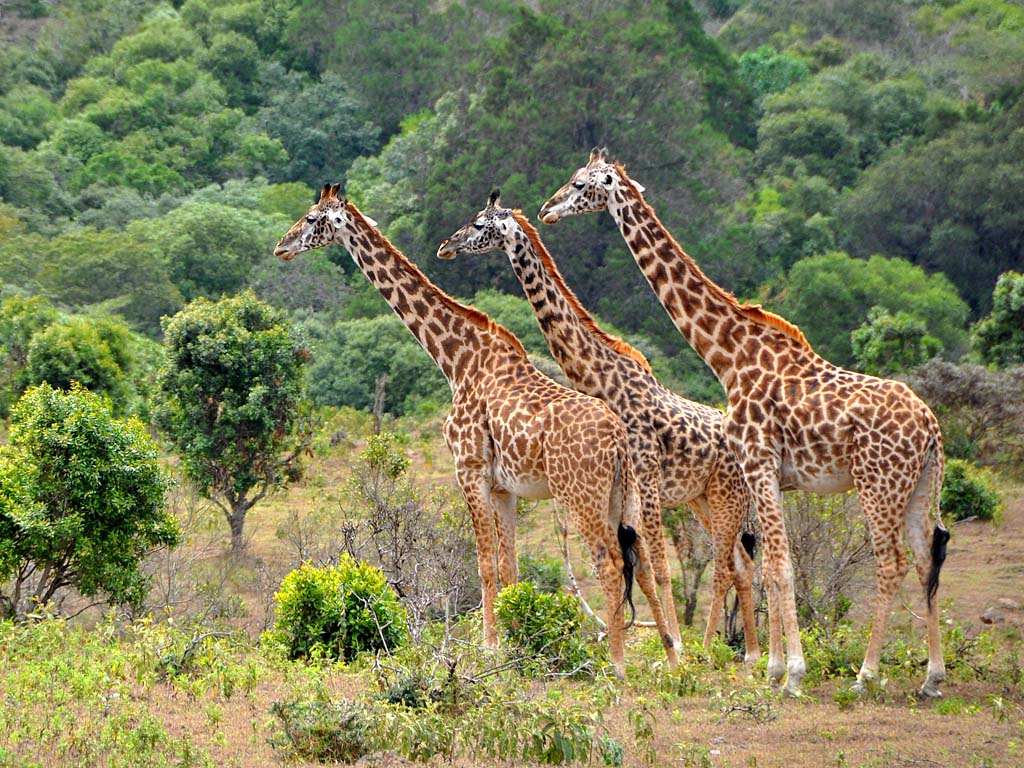 Giraffes in Lake Manyara National Park, Tanzania.