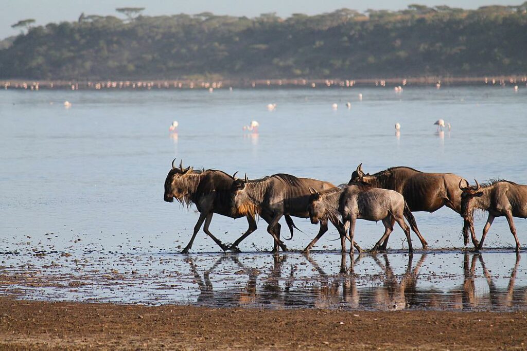 Wildebeest at Lake Ndutu in the Serengeti National Park, Tanzania.