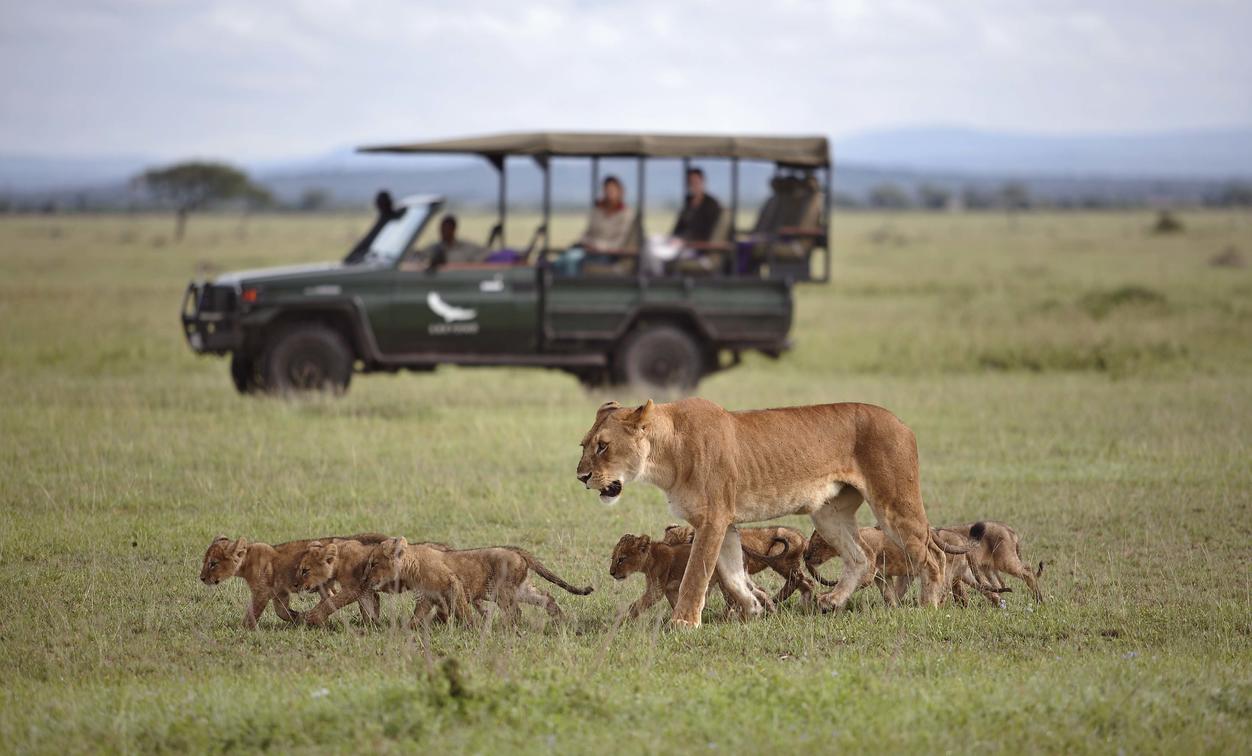 african lion safari activities