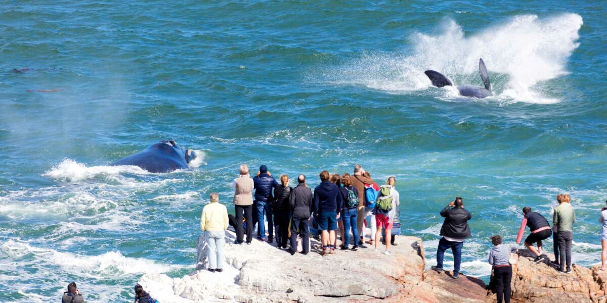 Whale Watching in Hermanus