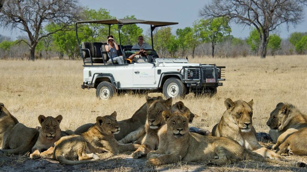 Lions enjoying the shade in Hwange National Park, Zimbabwe