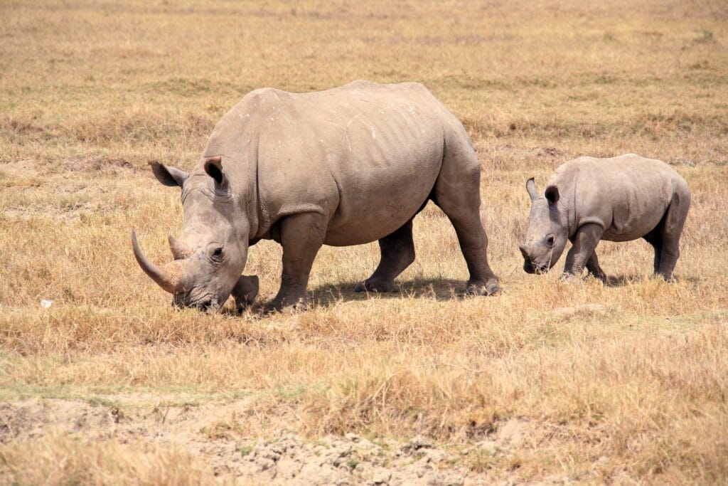 Rhino with her calf in Lake Nakuru National Park, Kenya.